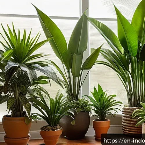 자연주의 실내 생태계 - A cozy indoor corner featuring a layered arrangement of lush green plants: tall dracaenas and palms ...